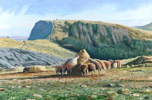 Schapen Voeren